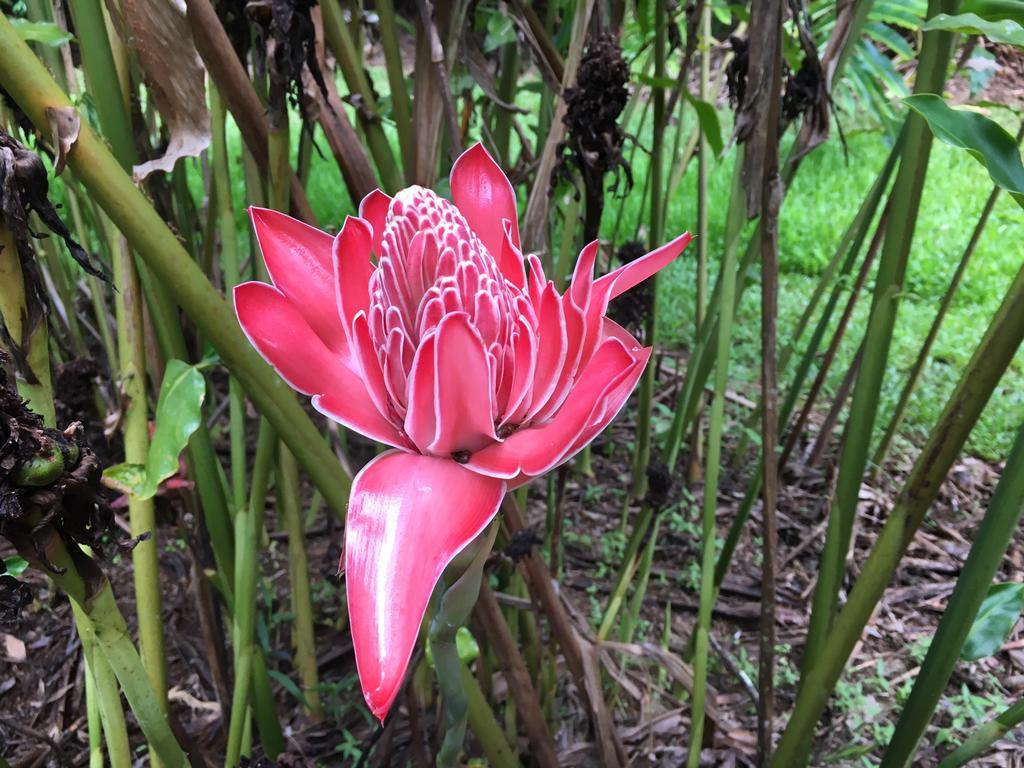 Mena Creek Flower House Exterior foto
